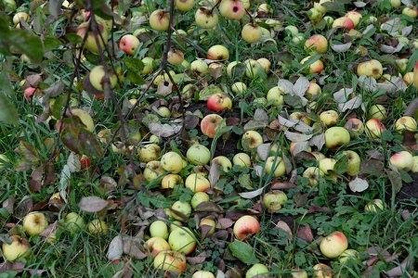 Ülejäävat õunasaaki ei tohi sokutada linnamaale, vaid tuleks kompostida või lasta prügifirmal aiajäätmed ära viia.