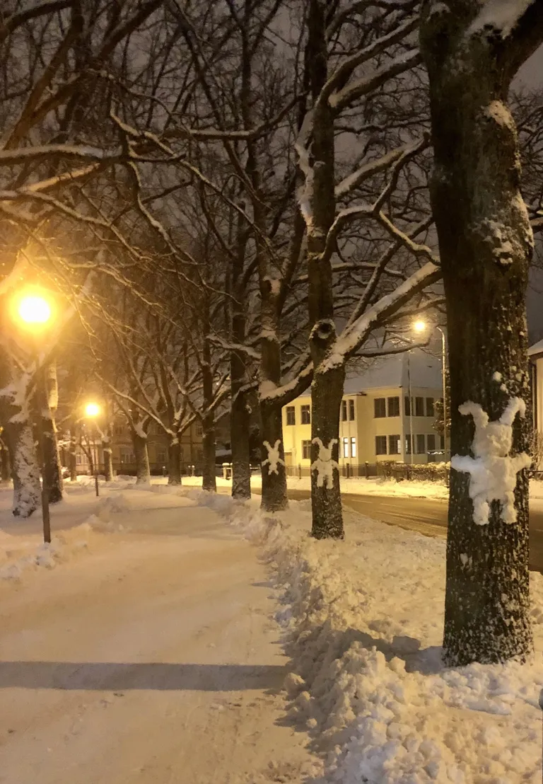 Ringi uulitsa pärnaalleele ilmusid puukallistajad.
