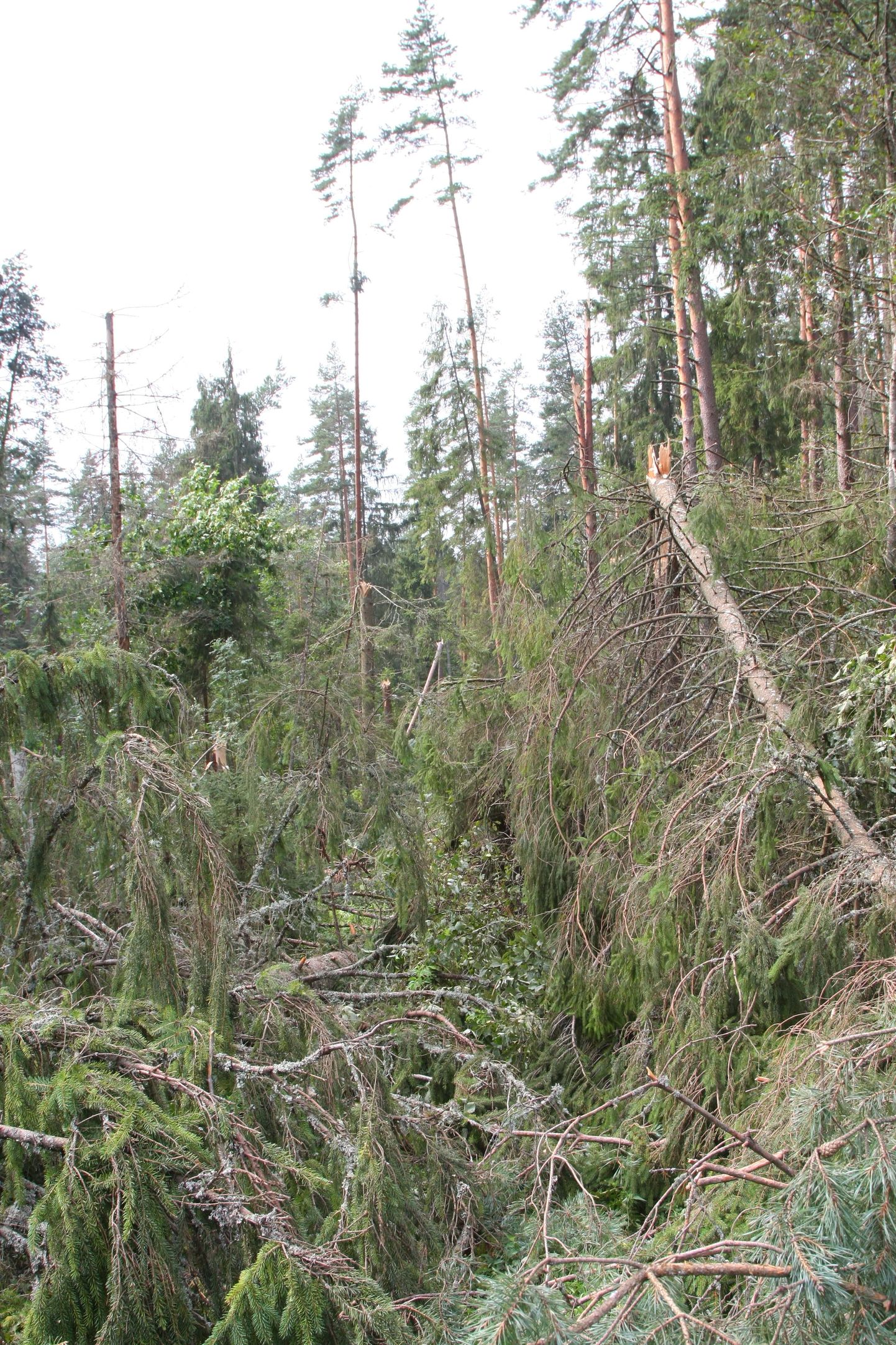 Tugevamad tuuleiilid võivad kahju teha ka metsale.