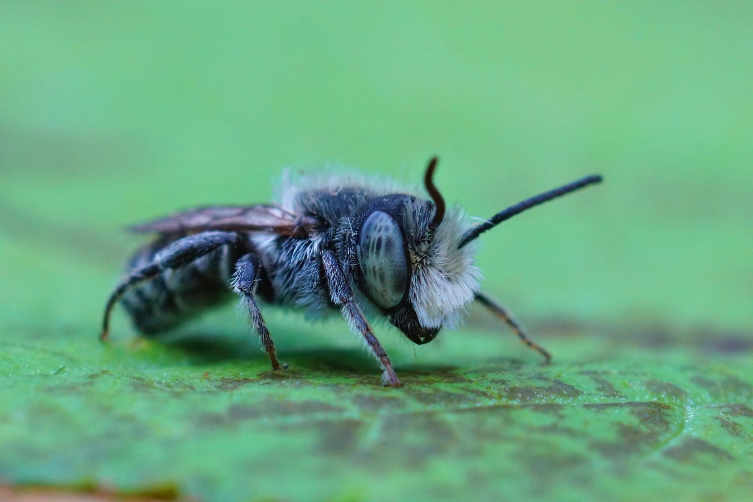Lutserni-lehemesilane (Megachile rotundata) on Euroopas elav mesilane, kes on hea tolmeldajana introdutseeritud muu hulgas Põhja-Ameerikasse, Austraaliasse ja Uus-Meremaale. Eestisse on teda võõrliigina keelatud sisse tuua.