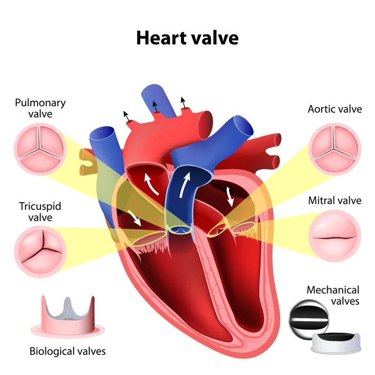 Mitraalklapp on ingliskeelsel joonisel tähistatud sõnadega «mitral valve».
