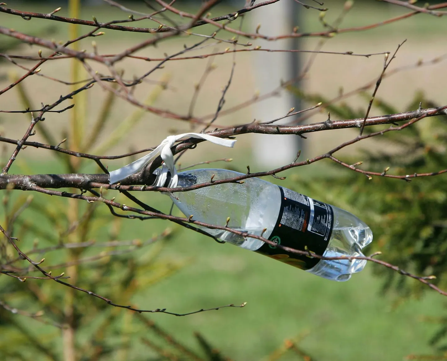 Tüve polegi vaja vigastada. Mahla laskmiseks tuleks teha oksale lõige ja siduda plastpudel oksa külge nii, et mahl koguneks otse pudelisse.