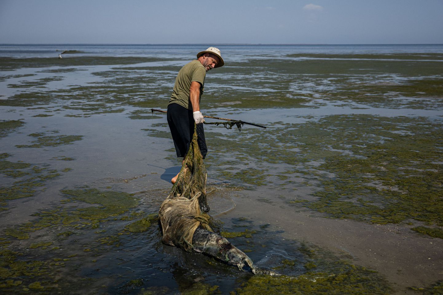 Teadlane tirib surnud delfiini Tuzly laguunide rahvuspargis Primorskoje küla lähedal Odessa oblastis.