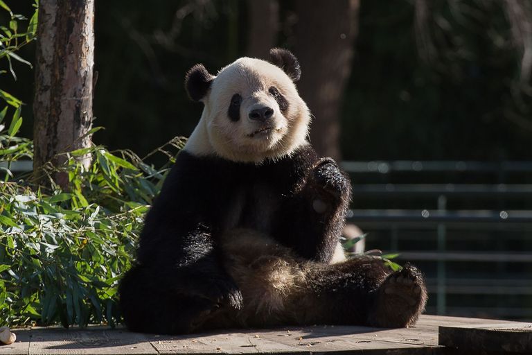 USA esileedi Melania Trump külastas Hiinas Pekingi loomaaeda ja kohtus kuulsa bambuskaru Gu Guga