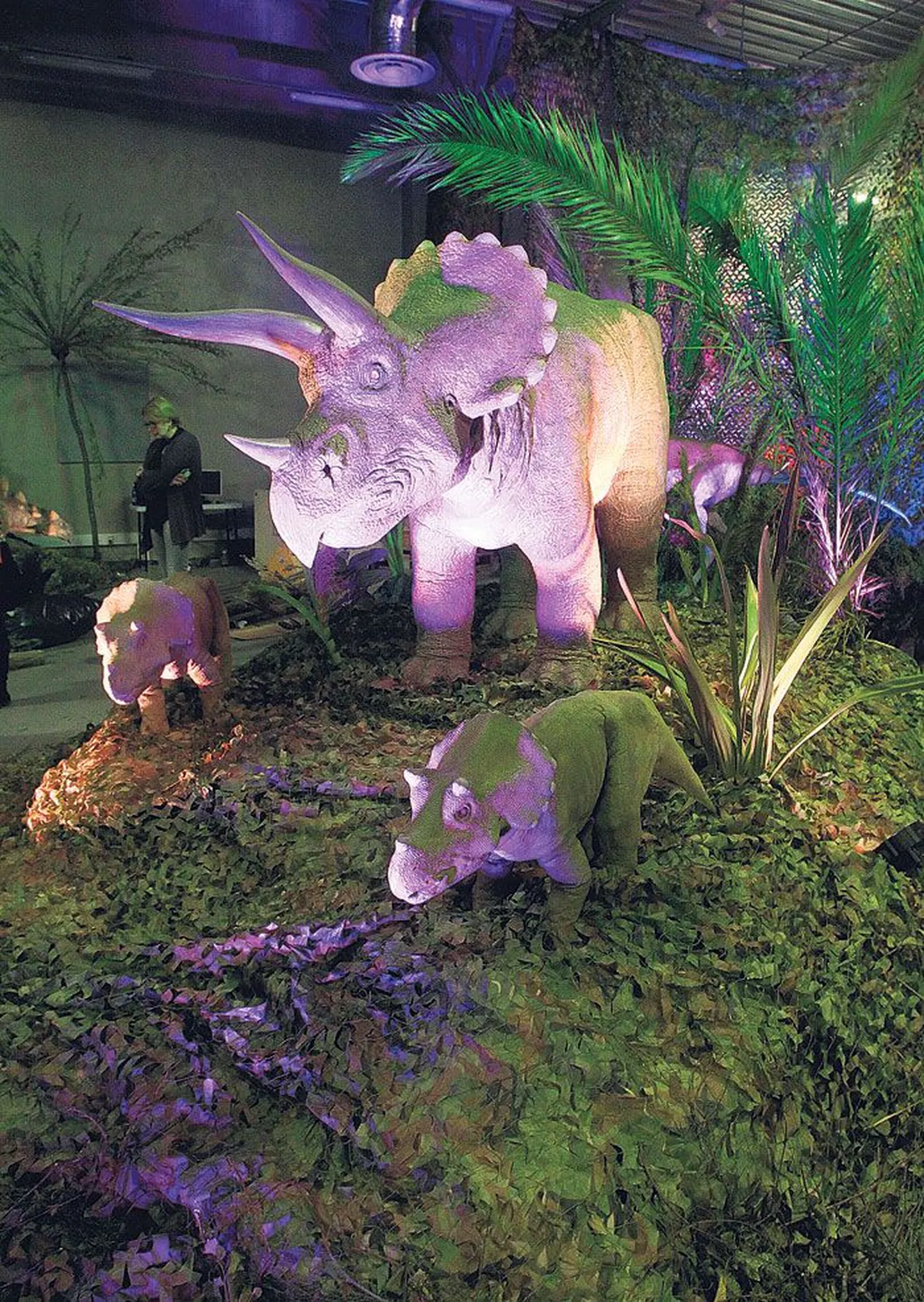 Triceratops'id olid taimetoidulised saurused, kes võisid täiskasvanuna olla 8–9 meetrit pikad.