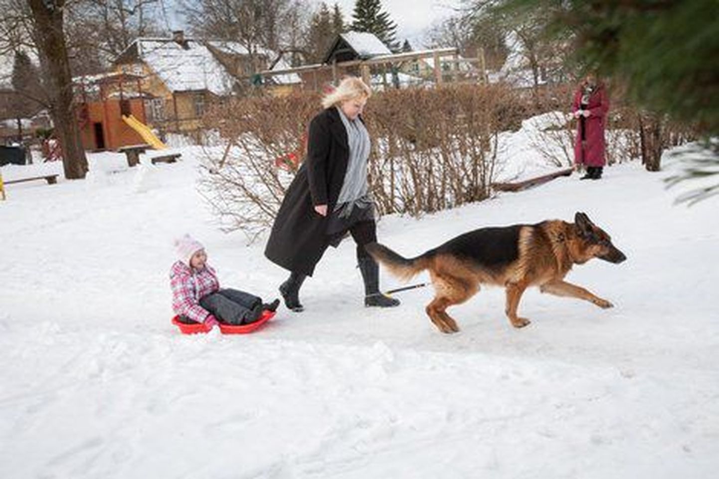 Ребенка в садик возит собака