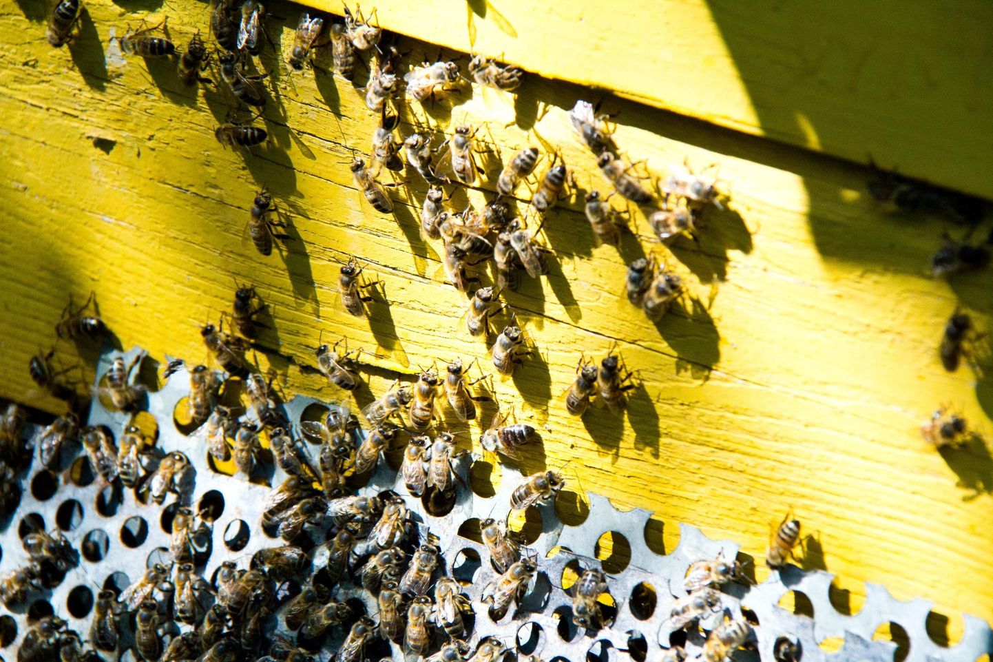 Mesilasperede toetust hakati maksma eelmisel aastal.