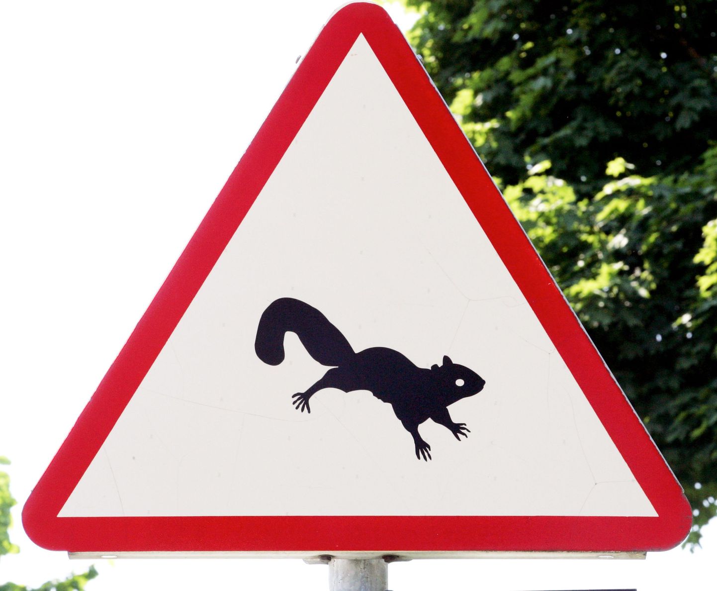 Liiklusmärk hoiatab oravatest teel. Aga Rakveres ohustavad liiklust neljarattalised lendoravad.