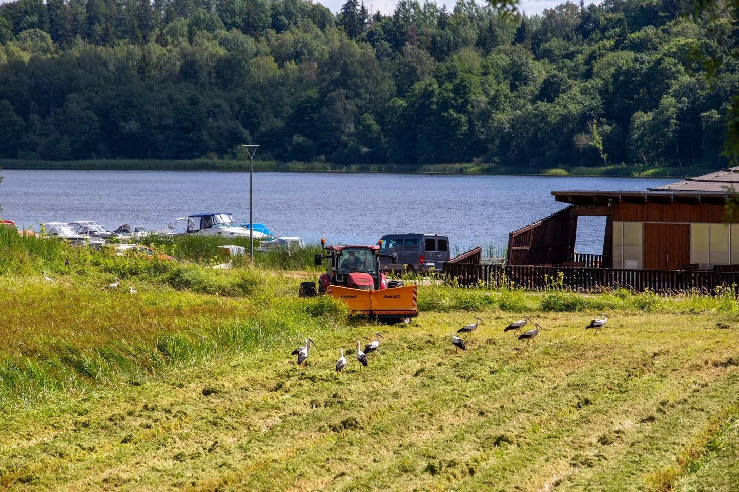Kui traktor noolib kõrget heina, siis toonekured noolivad selles peituvaid konni, närilisi ja teisi tegelasi.