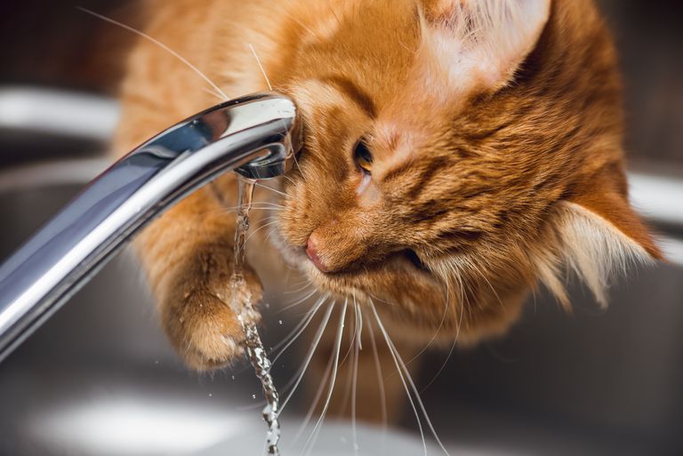 Joogiks vajavad kassid ainult puhast vett, mitte piima.