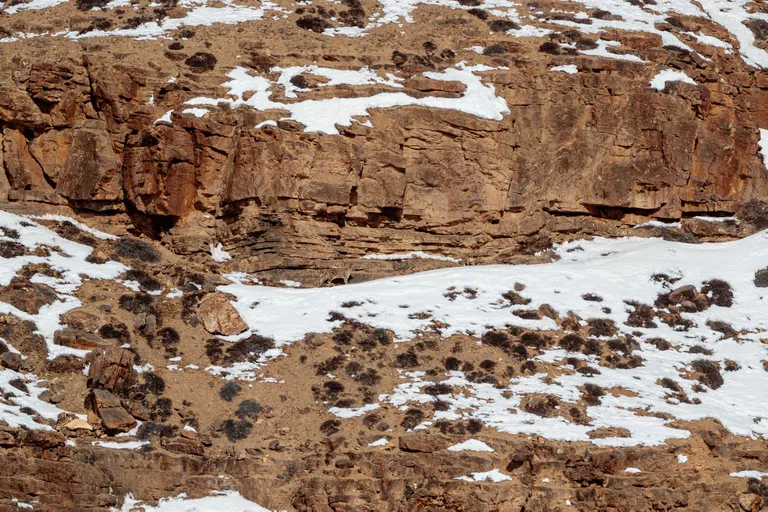 Lumeleopard
