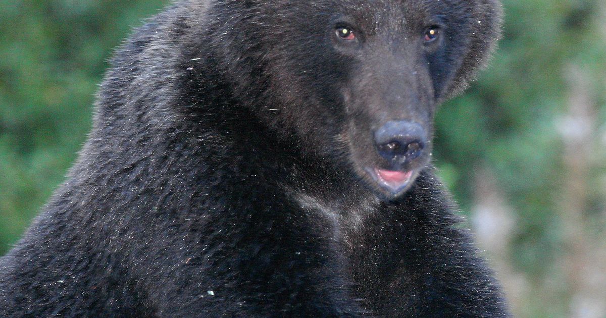 Järvamaa jahimehed tohivad küttida seitse karu