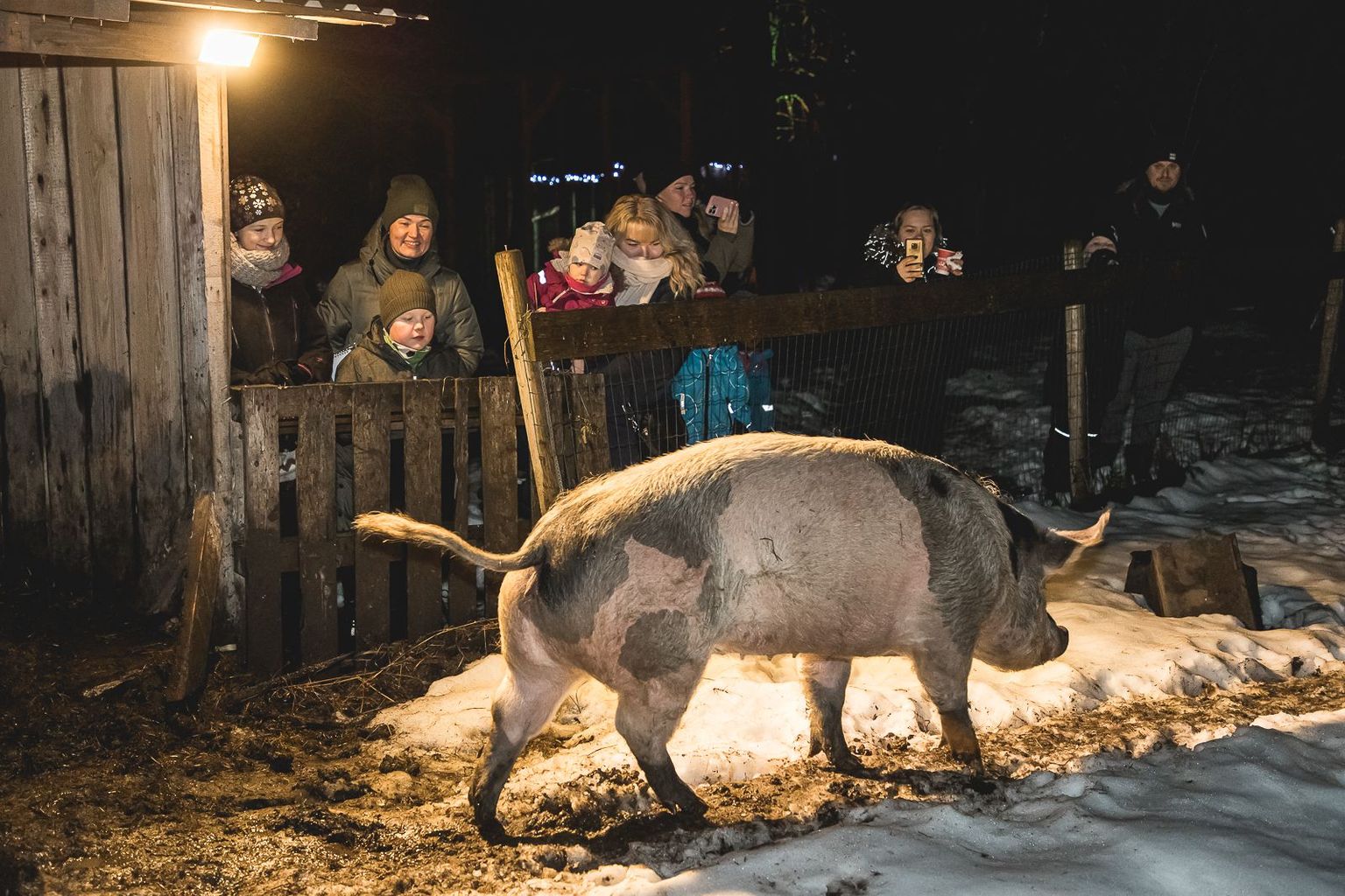 Saaremaa loomaaed jõuludeaegu
