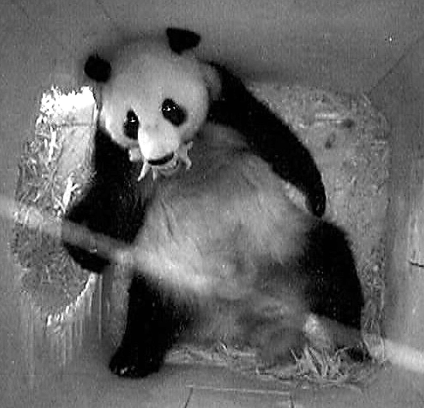 Pandakaru Yang Yang koos vastsündinud pojaga