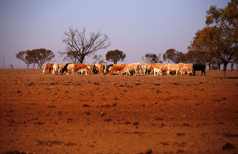 Lehmad New South Walesis kuivanud karjamaal