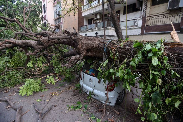 Tormi langetatud puud Indias New Delhis