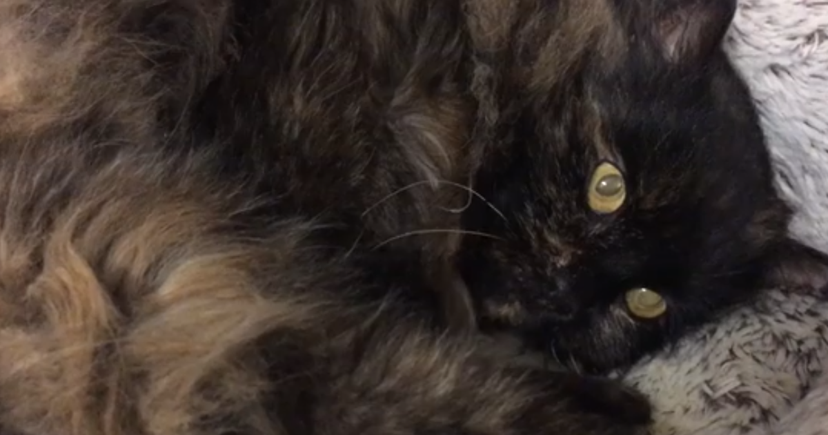 Päevakäpp: imekauni kasukaga Kitty tahaks hellust pärisperega jagada