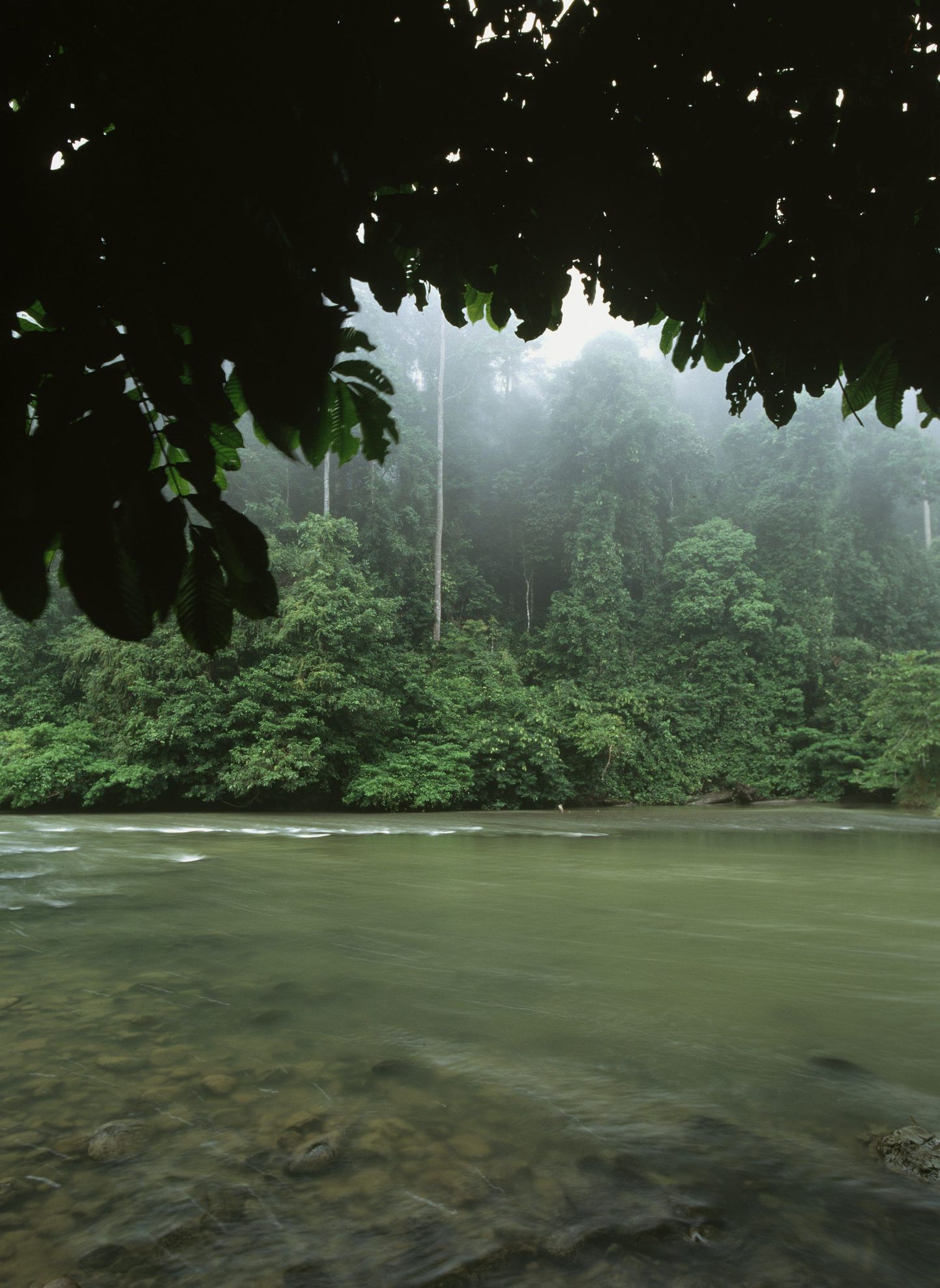 Kas Loch Nessi koletis emigreeris Borneosse?