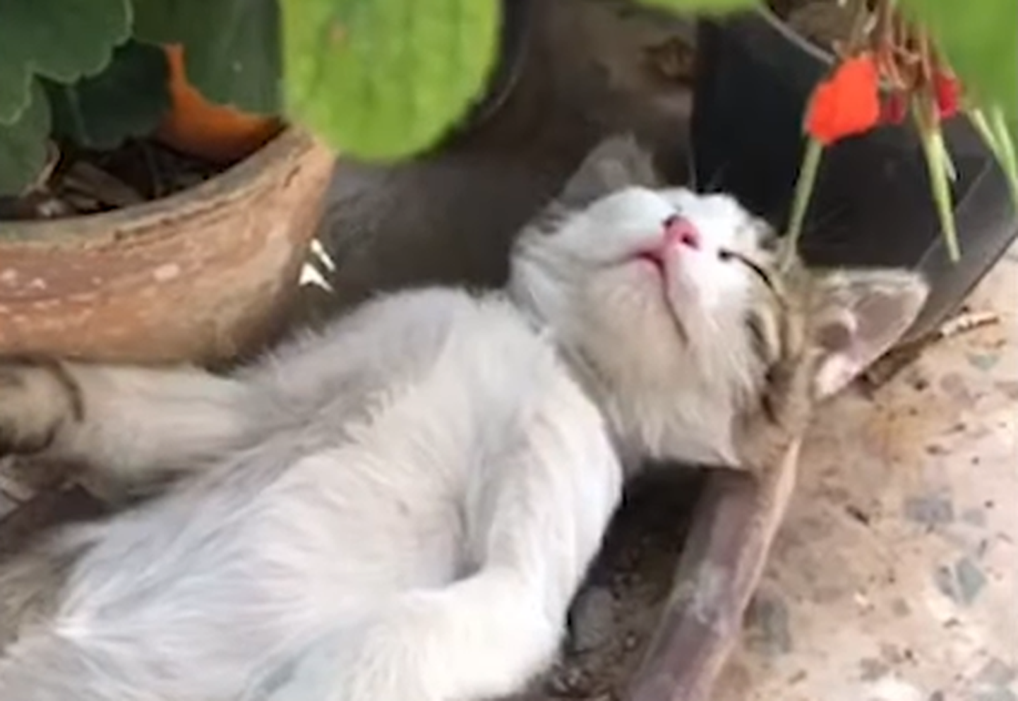Väsinud kassipoeg jäi magama lillepotti
