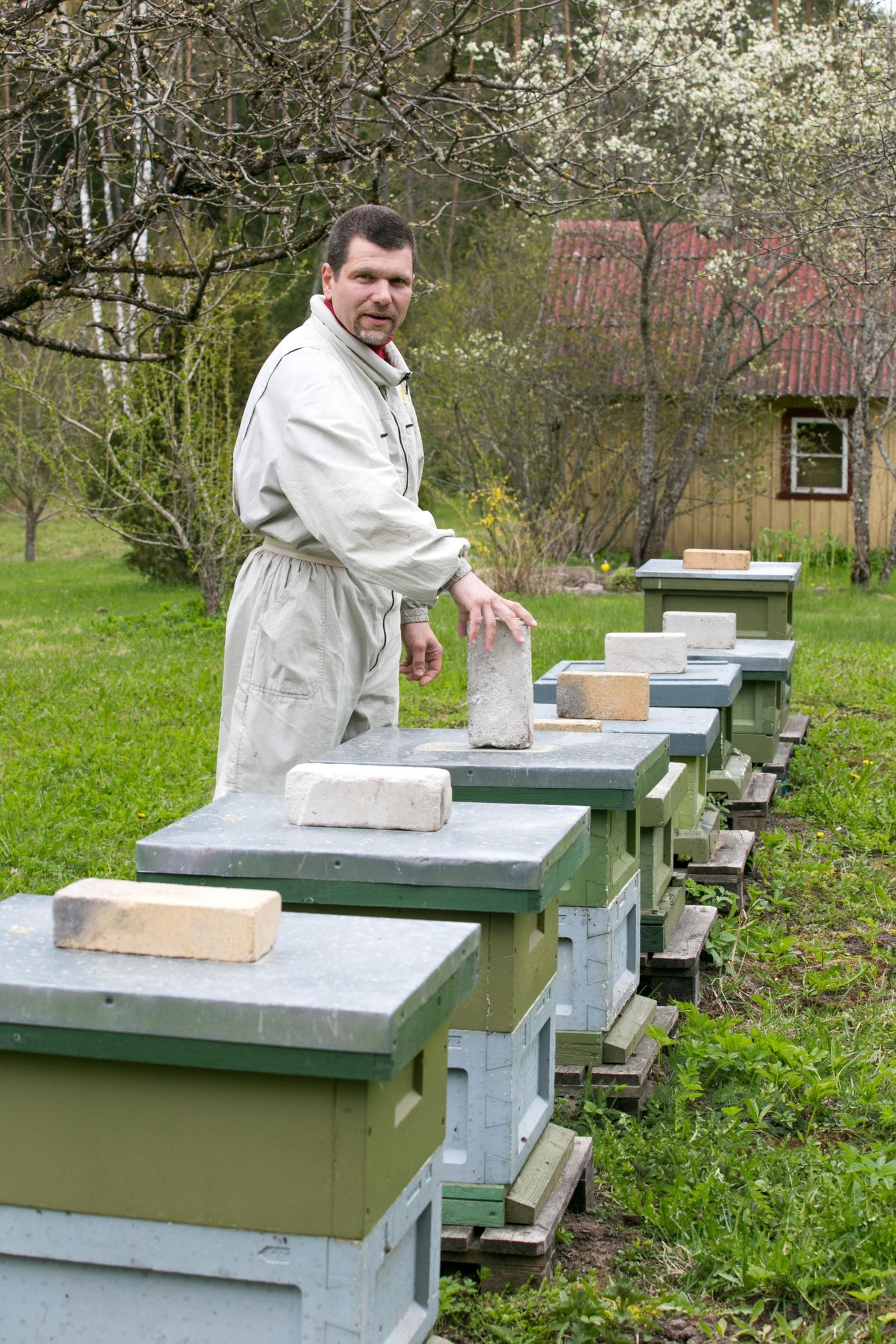 Kärstna kandi mesinik Margus Kivi on tänavu üsna nukker, sest tema tarude arv on karurüüste tagajärjel vähenenud.