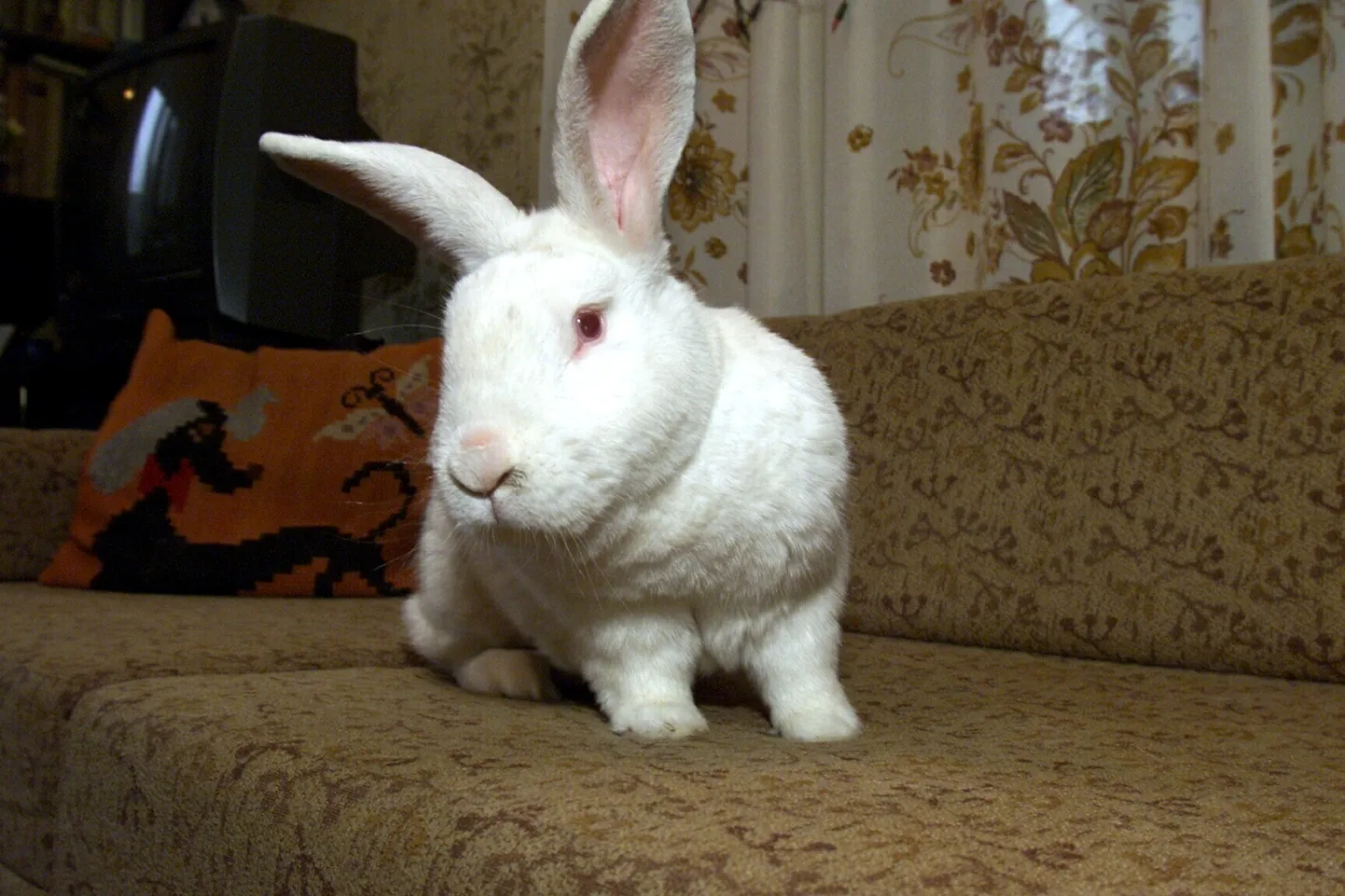 Küülik