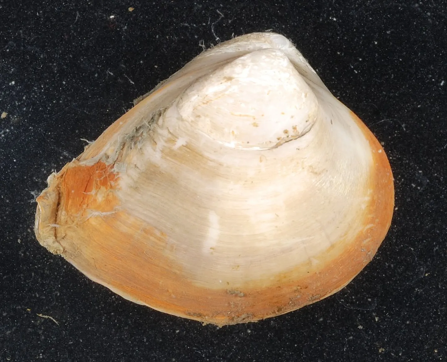 Rangia cuneata