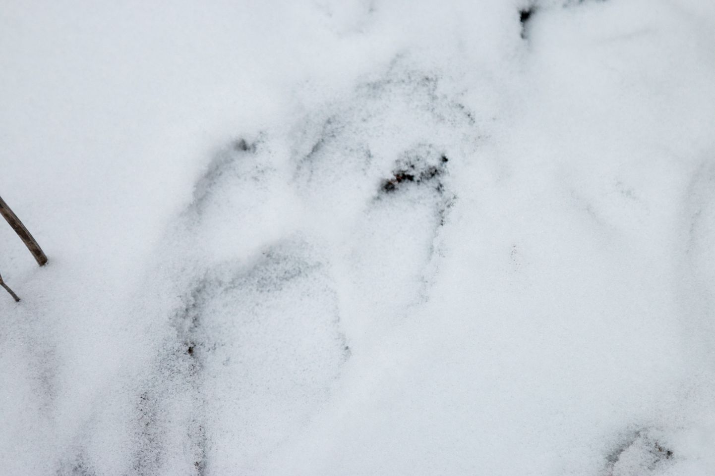 Läinud talvel nähti hundi jälgi mitmel pool Eestis nii talude lähedal kui lausa suusaradade ääres.