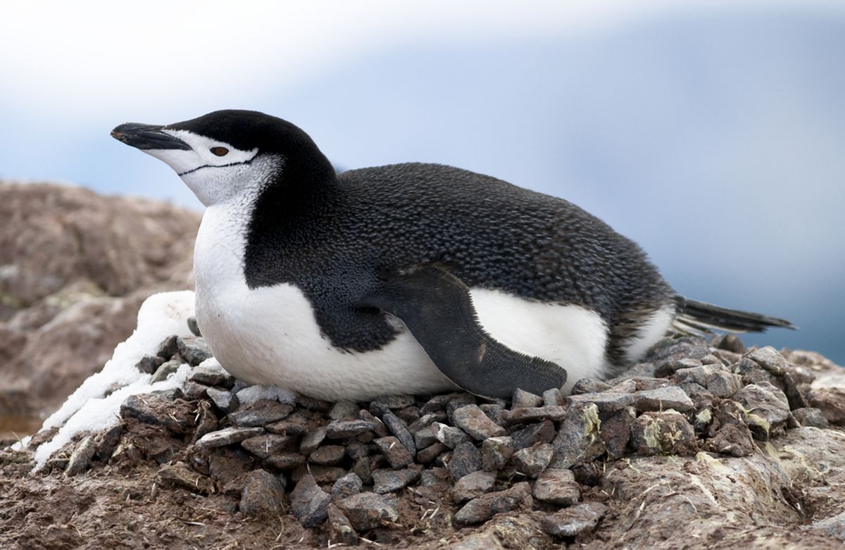 Pesa ehitamisega näevad pingviinid elu jooksul suurt vaeva ja vilet