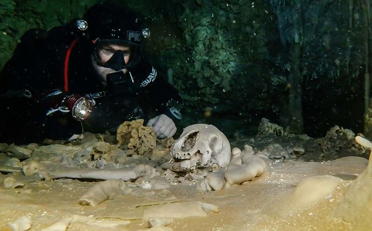 Tuuker uurimas Sac Actuni ja Dos Ojose koobastest leitud ürgkaru skeletti