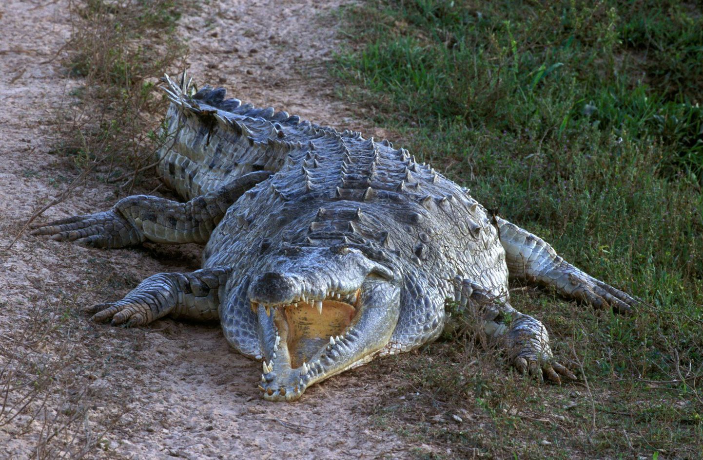 Krokodilliliha söömine andis varajastele inimestele suurema aju?