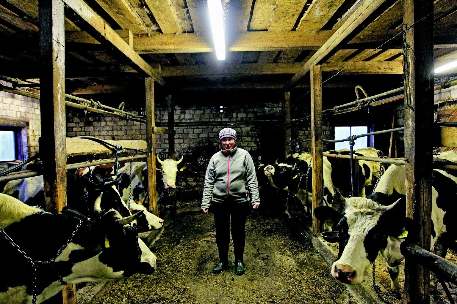 AS Tere ütles aasta algul Anneli Somelarile piima kokkuostu lepingu üles. Et toodangut pole võimalik muul viisil müüa, tuleb perenaisel oma 16-pealine piimakari veebruari lõpuks kombinaati saata.