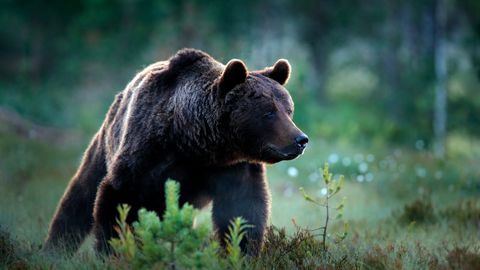 Slovākijā lāča uzbrukumā smagi savainots tūrists