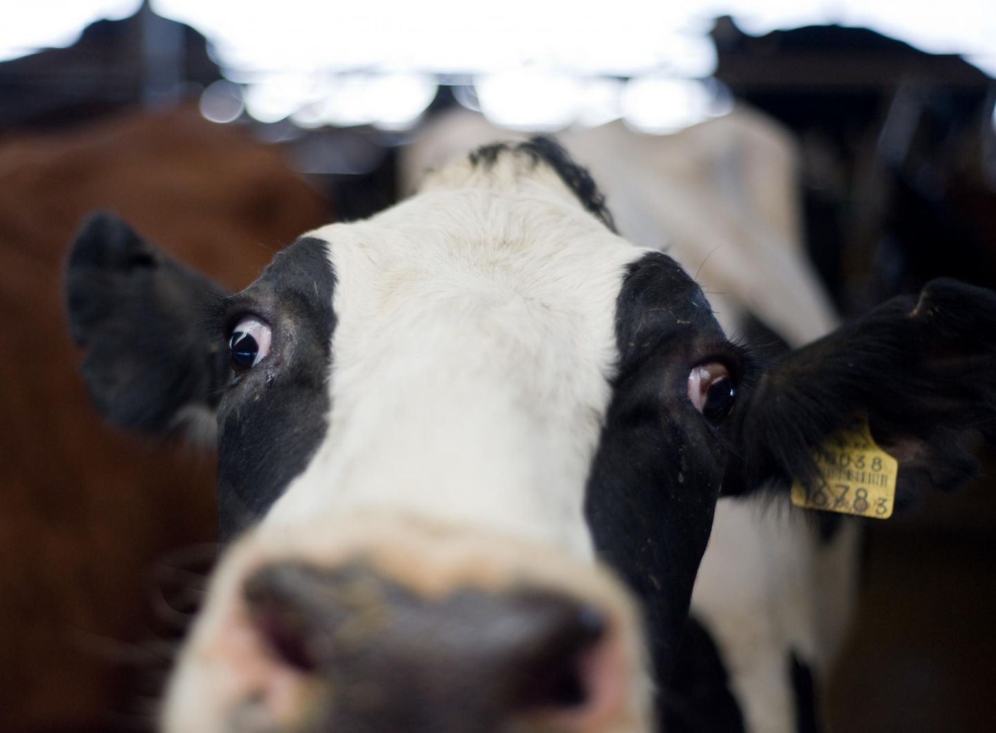 Piimalehmakasvatamise otsetoetuse saamiseks esitati Viljandimaalt 73 taotlust.