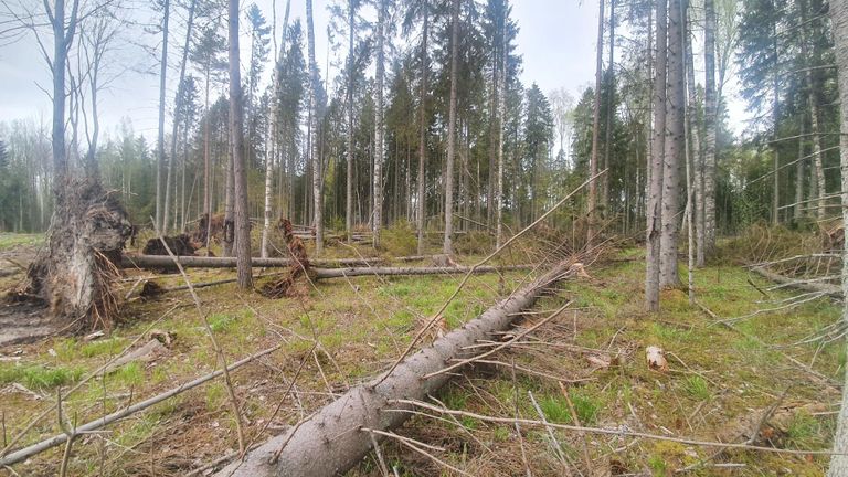 Tormimurd raielangi serval Tartumaal Varal. Kuuse-kooreüraski üks peamisi edu valemeid, kuidas majandusmetsas ja majandusmetsast kaitsealadele levida, on inimese raietegevus kuusikutes ja selle ümbruses. Kuuseenamusega puistu kõrvale tehti lageraie ja kasvama jäänud mets avati läänetuultele, mis nüüd võtavad kasvama jäänud metsast üha enam lõivu. Kui tormimurdu ei likvideerita suve alguseks, on see kuuse-kooreüraski kasvulava.