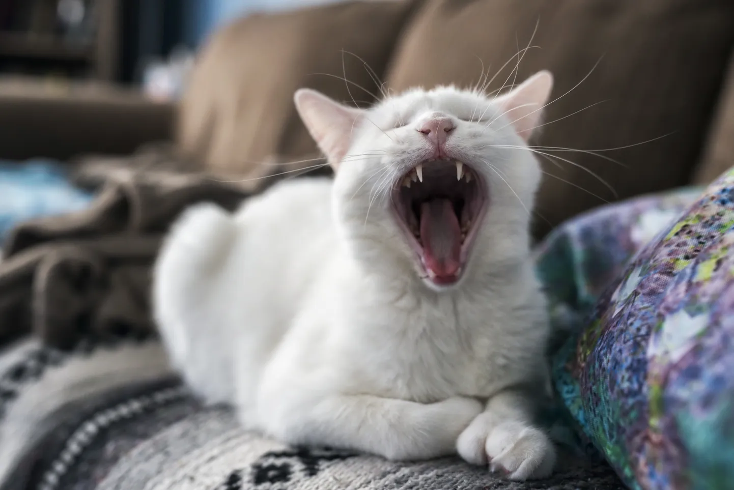 Кошка. Фото иллюстративное.