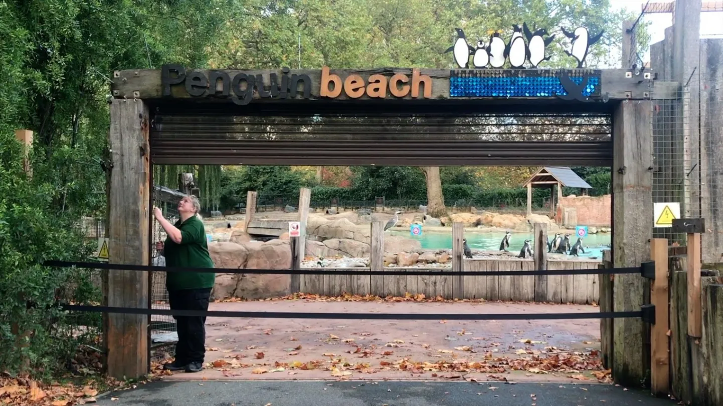 Loomaaednik sulgeb väravat pingviinide aediku juures Londoni zooloogiaseltsi (ZSL) loomaaias Ühendkuningriigi pealinnas 4. novembril, mil Inglismaal suleti taas suurem osa asutusi ja ettevõtteid. ZSLi kahe loomaaia 20 000 asuka toidule kulub iga kuu miljon naela ning piletituluta jäänud ühendus loodab koguda selle raha novembris annetustest.