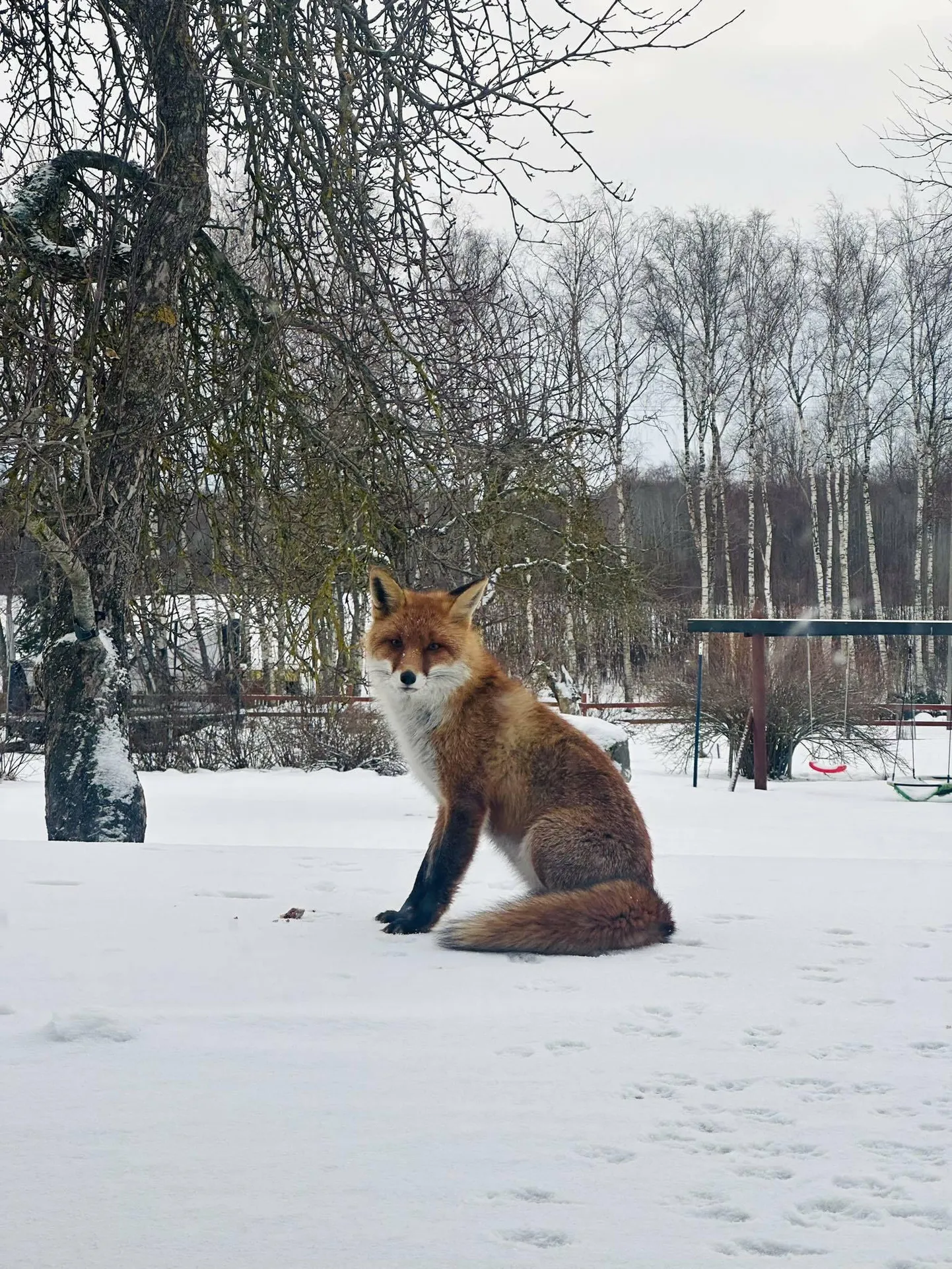 Rebane tunneb ennast Schwindtide maja terrassil koduselt.
