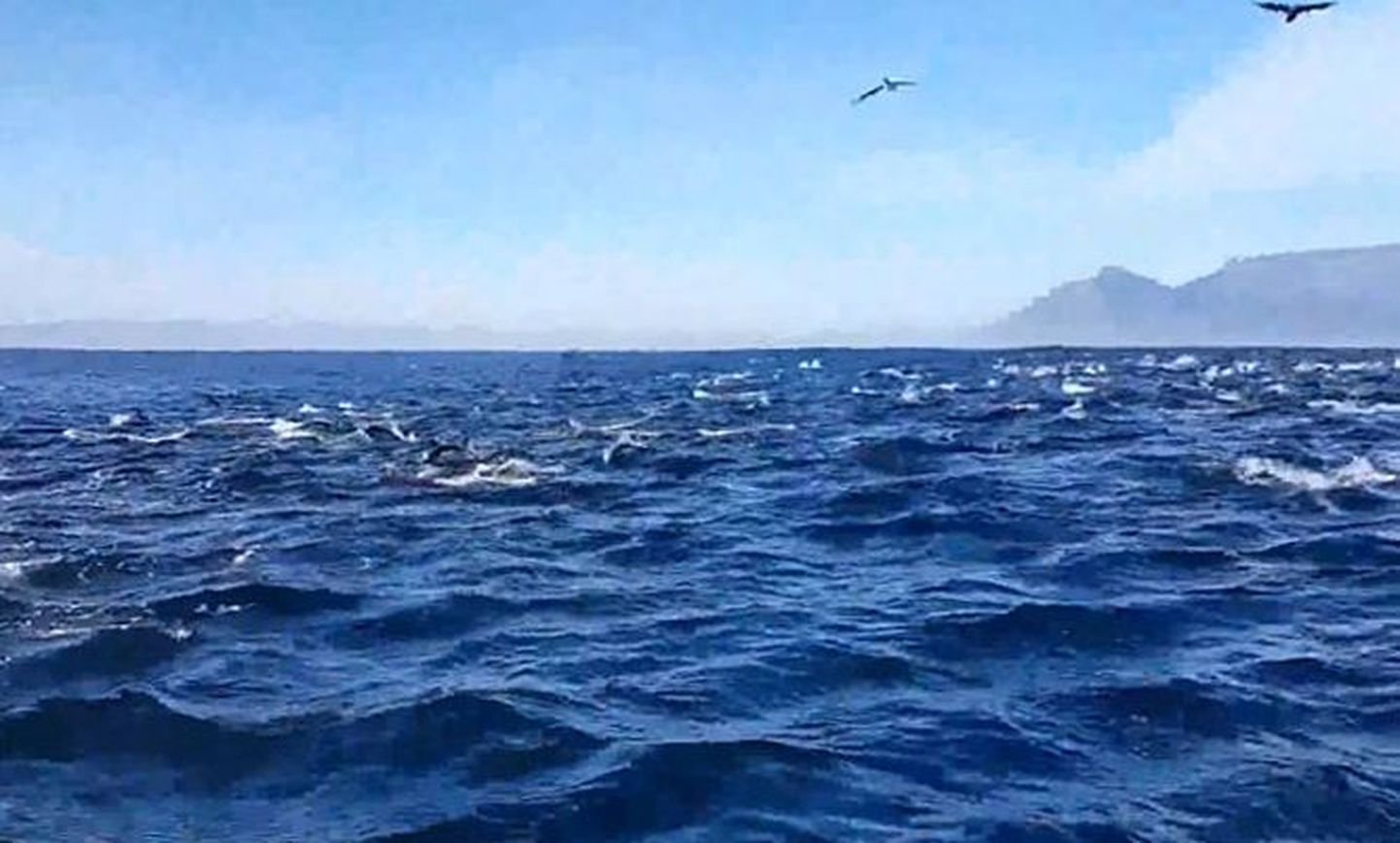 Delfiinid