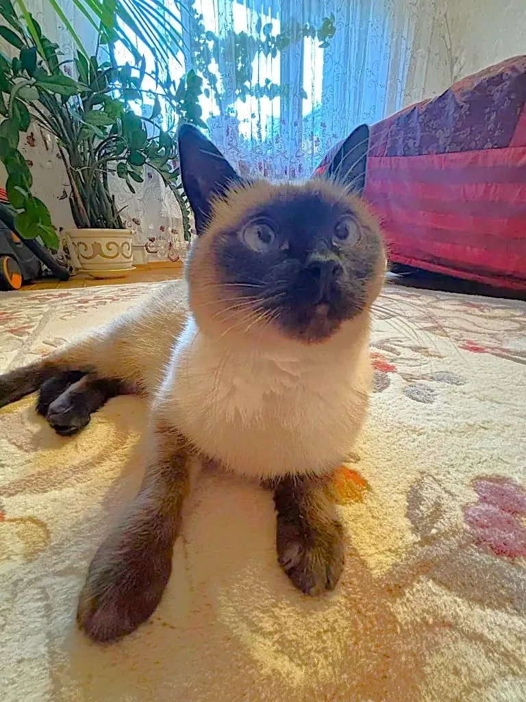 В Тарту пропала сиамская кошка.