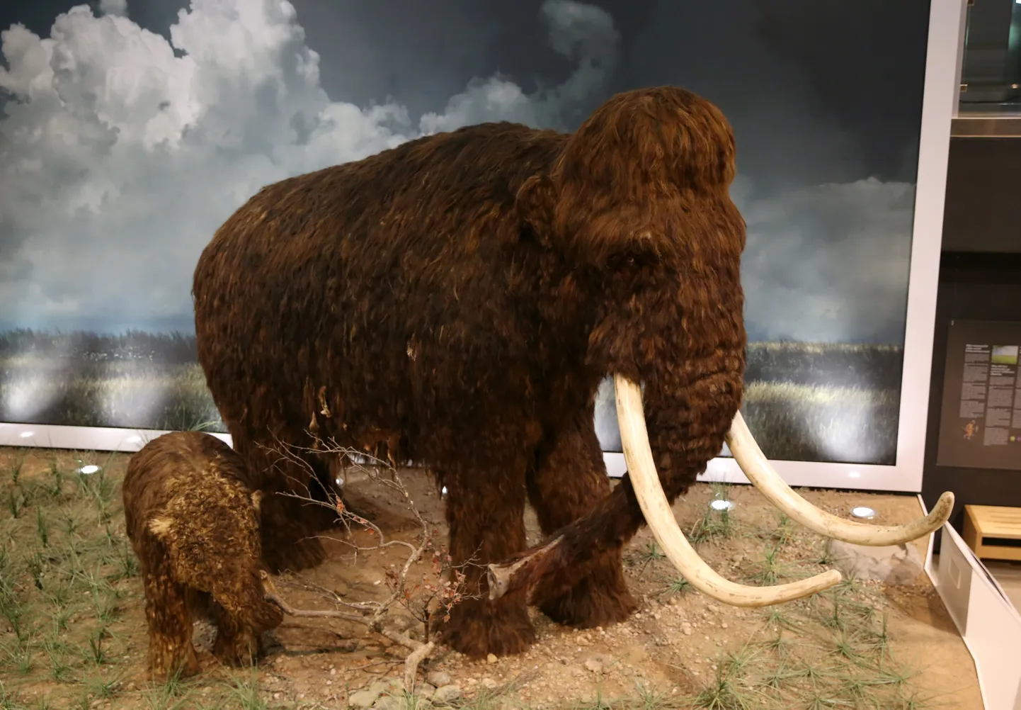 Estonian scientists: Extinction of mammoths not caused by climate change