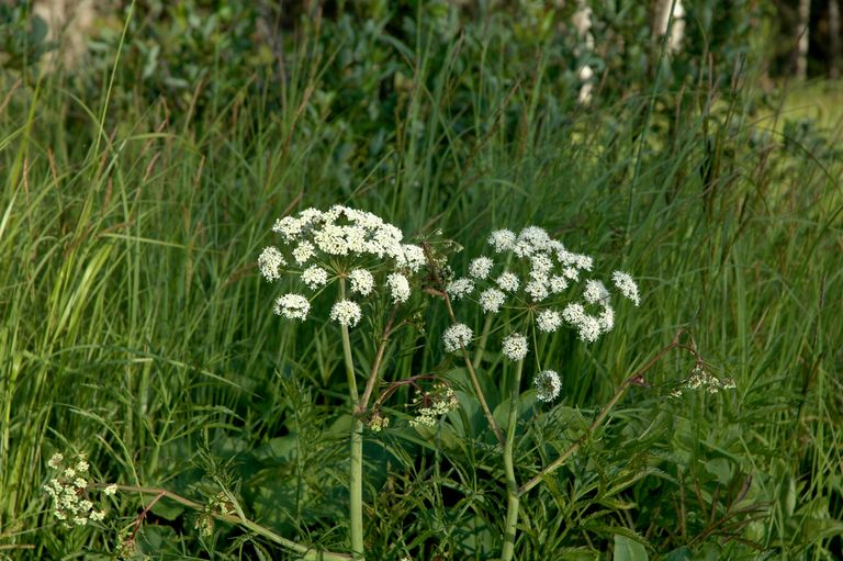 Harilik mürkputk (Cicuta virosa) koosneb suurtest valgetest õiekobaratest ning õitseb juuni lõpust septembrini. Taimel on viljadeks pruunid väikesed kahekaupa asetsevad seemnised. Harilik mürkputk kasvab 80–120 sentimeetri pikkuseks.