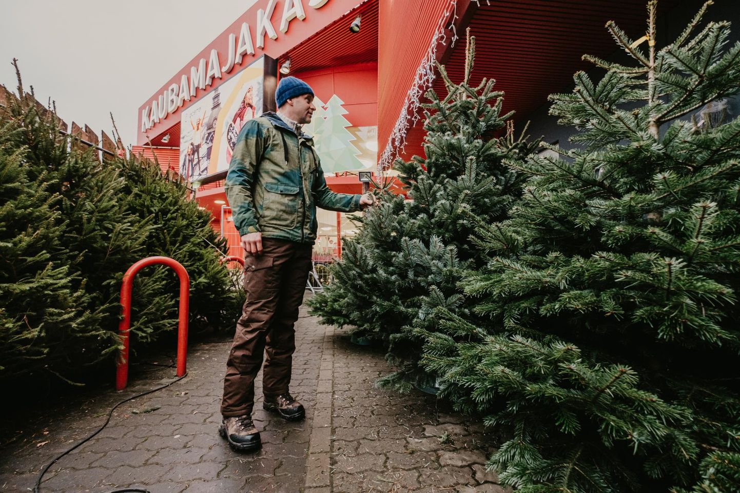Aastaid tagasi algas jõulupuude müük kaks nädalat enne jõule, nüüdseks on see nihkunud novembri lõppu.