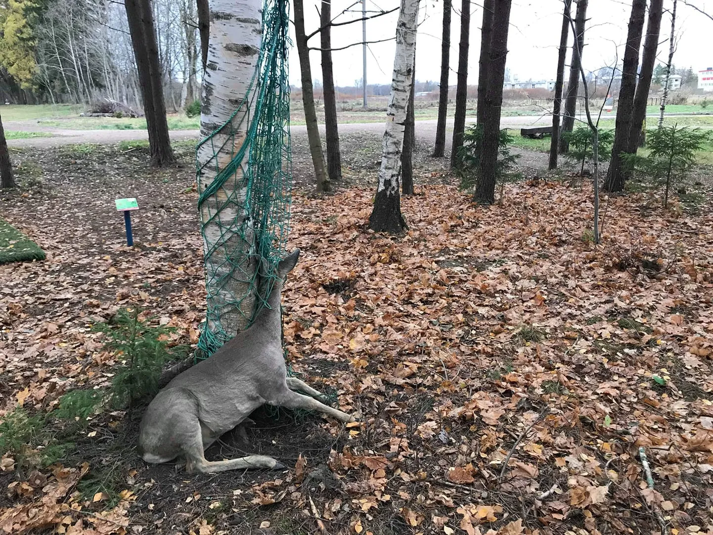 Paide discgolfiväljakul takerdus võrku metskits.
