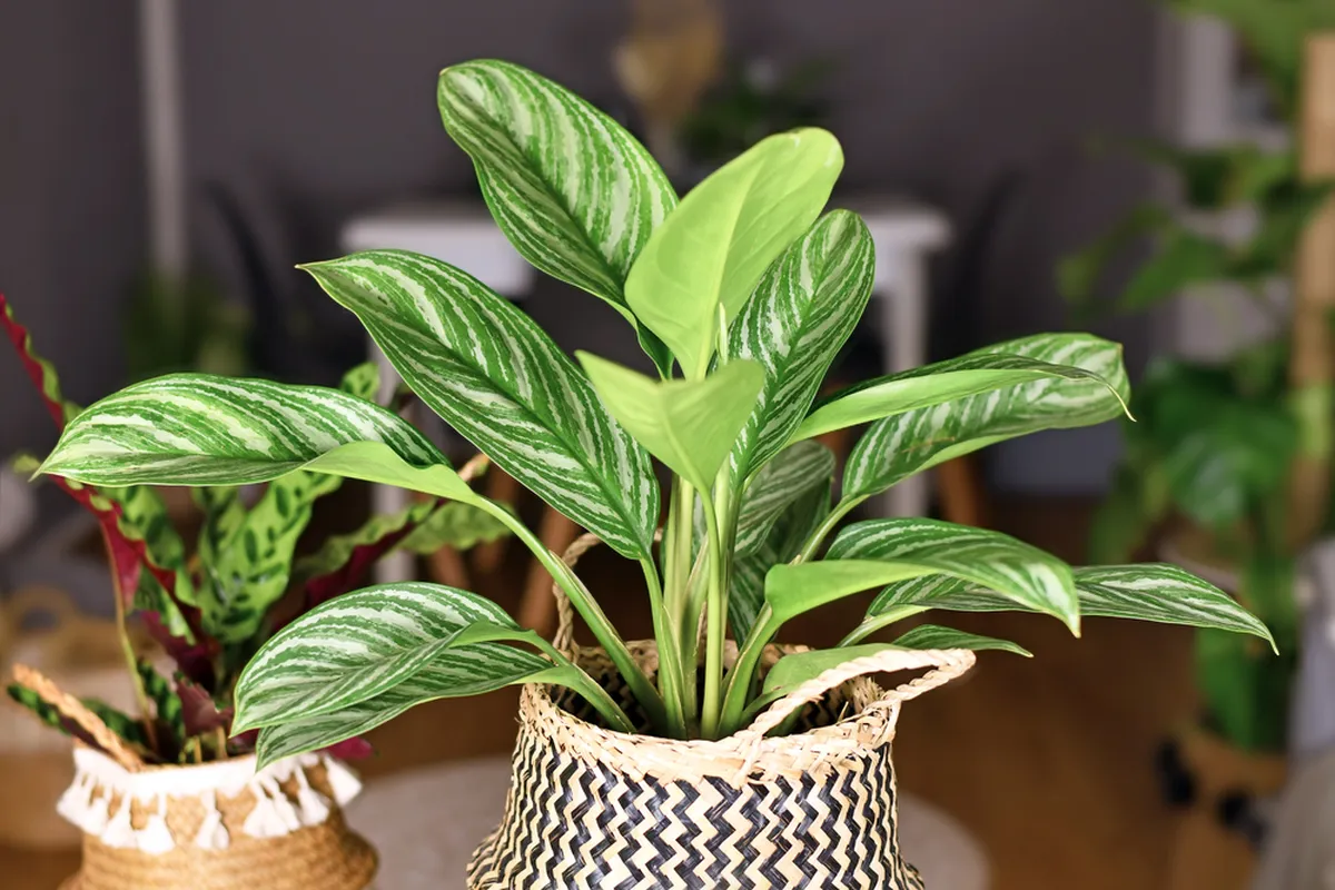 Aglaoneema.