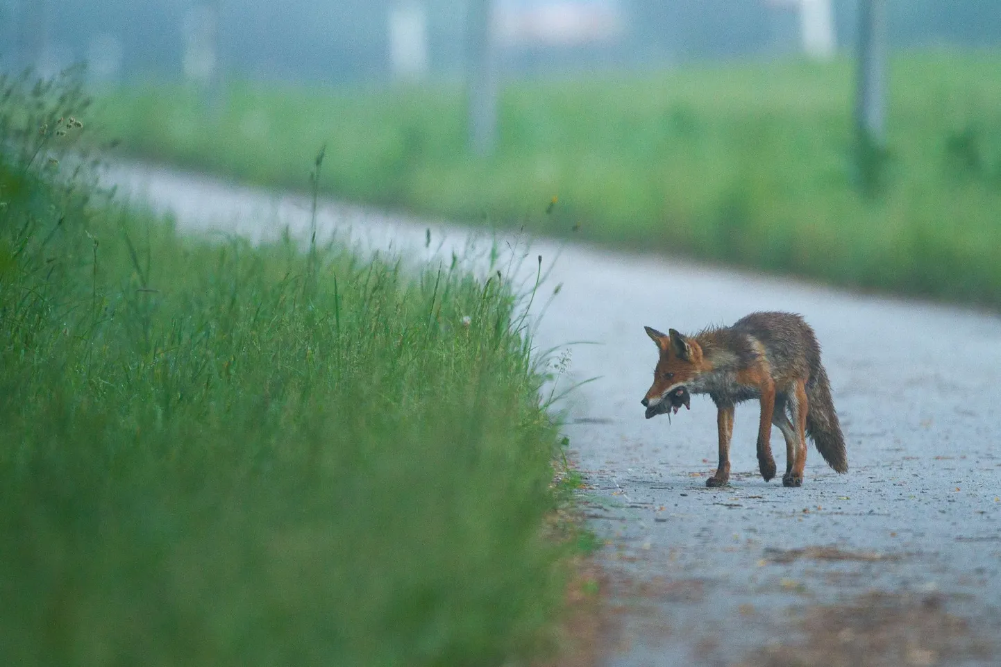 Emarebane tuleb mööda Paide–Mäo kergliiklusteed varahommikuselt jahilt, saagiks mutt ja uruhiir. Tema tähelepanu köidab heinast kostev hiirte peenike jutuvada.