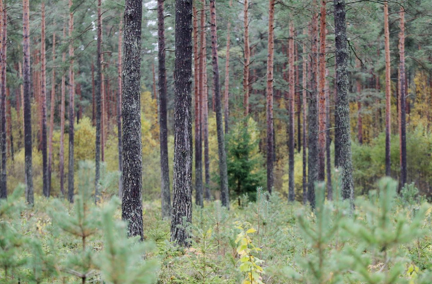 Uus toetus – 60 eurot ha kohta – puudutab ligi tuhandet erametsaomanikku, kellel on piiranguvööndites 14 000 ha metsa.