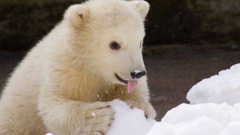 Видео: белая медведица Нора отправилась из зоопарка Таллинна в Вену 