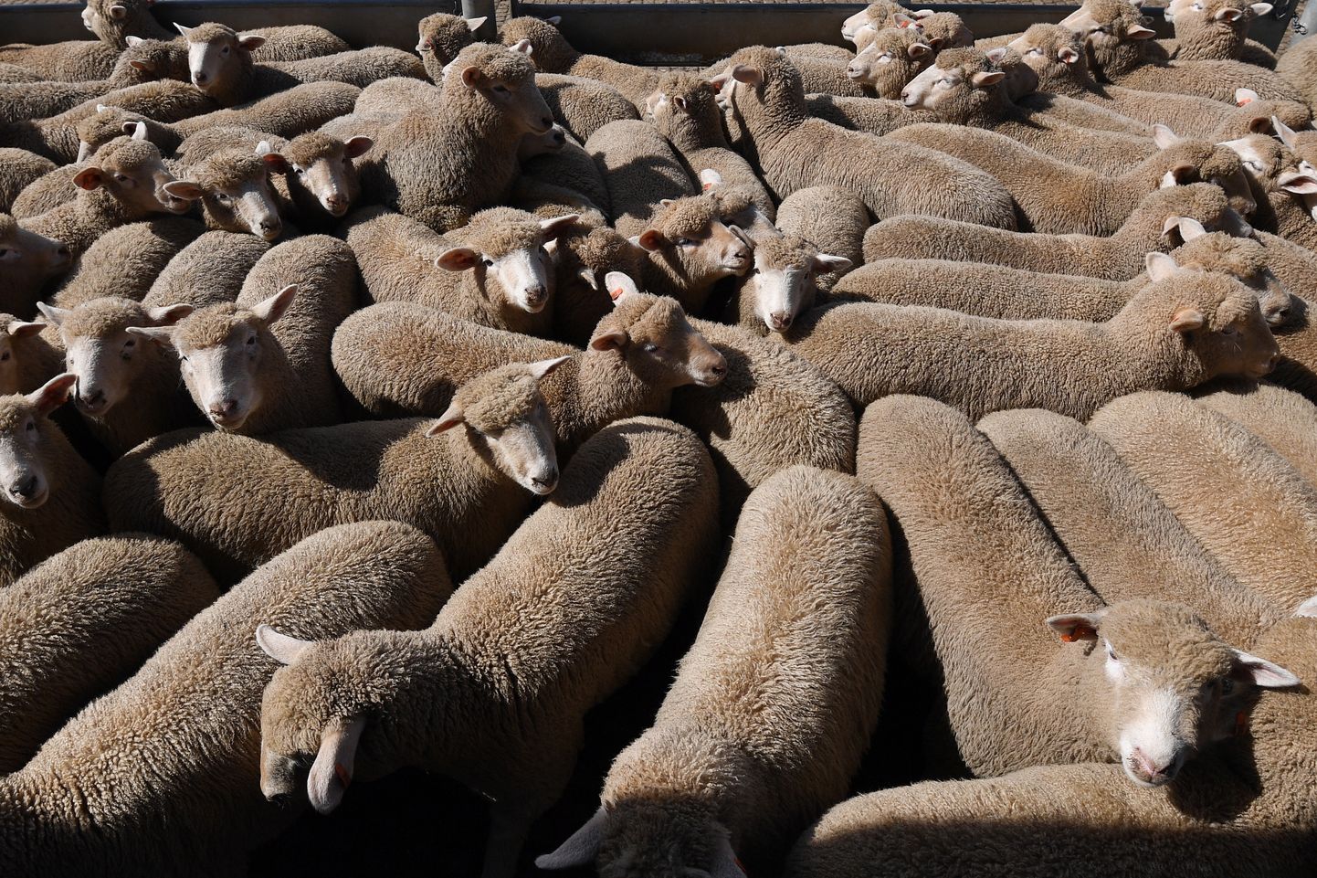 Austraalias Forbesis toimuval Central West Livestock Exchange'il müügiks minevad lambad.