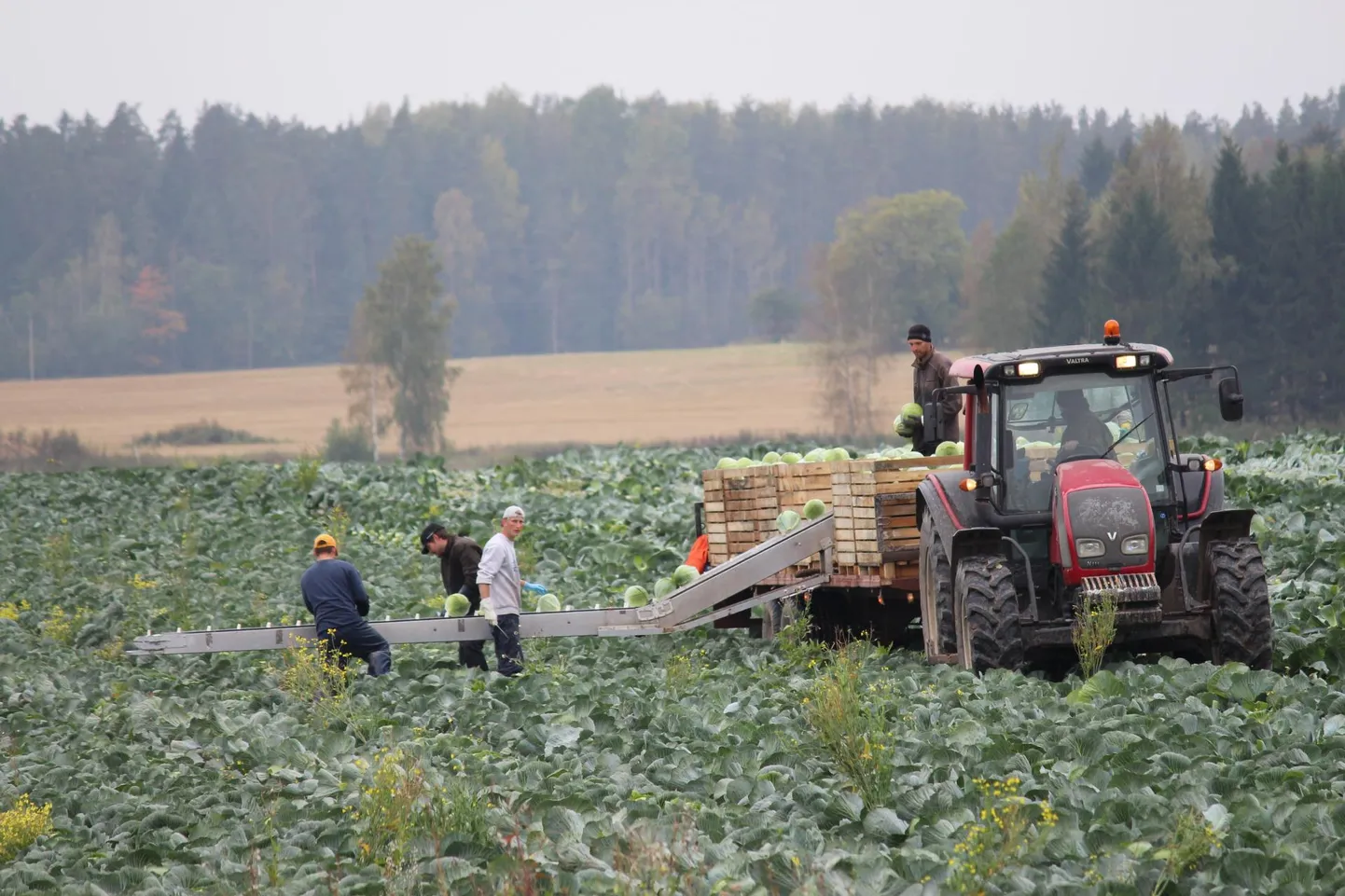 Kõik köögiviljakasvatajad, kellega Maa Elu septembris 2019 rääkis, kinnitasid, et ukrainlaste abita jääks kapsasaak põllule, sest enam pole võimalik leida eestlasi, kes oleksid nõus tegema sedavõrd rasket tööd.