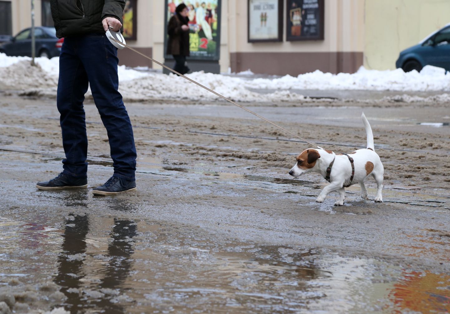 Suns un kūstošā sniega peļķes Krišjāņa Barona ielā.